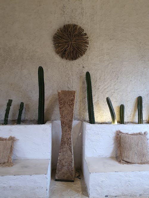 Foto d'estoc gratuïta de bancs, cactus, decoracions