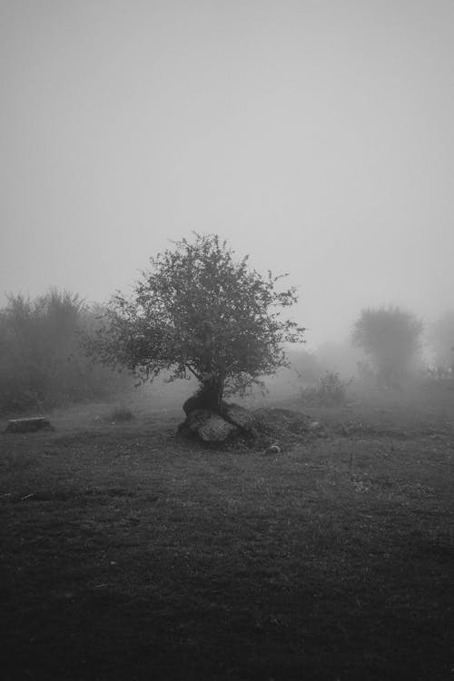 Grayscale Photo of a Tree