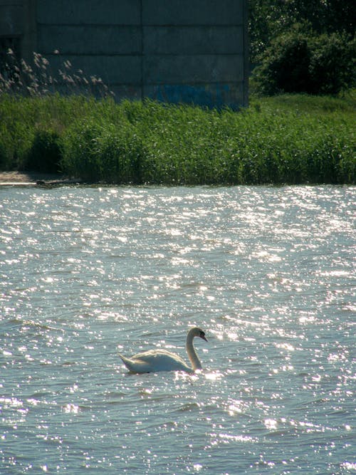 A Swan on Body of Water