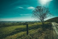 在充满活力的天空下，宁静的风景中，土路旁有一棵孤独的树