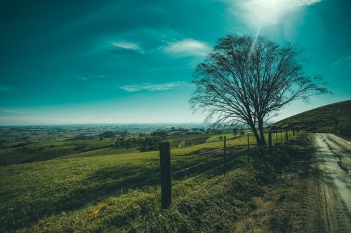 Free Tranquil landscape featuring a solitary tree by a dirt road under a vibrant sky. Stock Photo