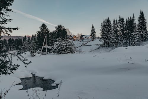 Green Pine Trees on a Snow Covered Ground 