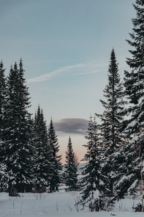 A Snow Covered Ground with Trees Under the Blue Sky