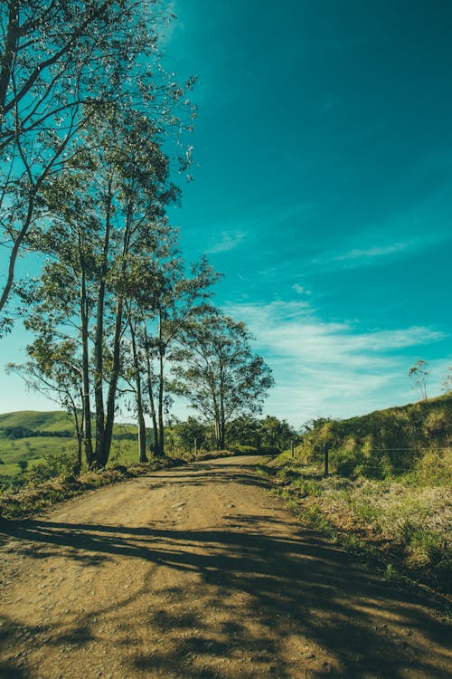 Árvores De Folhas Verdes