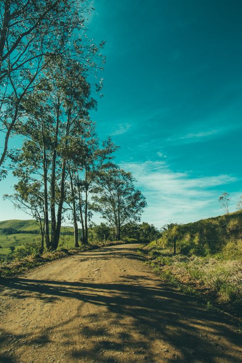 Free Serene rural road lined with trees under a clear blue sky, perfect for travel and nature lovers. Stock Photo