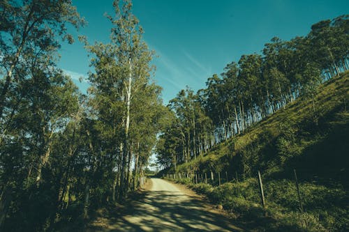 Camino Gris En Medio De árboles Verdes Y Campos De Hierba Durante El Día