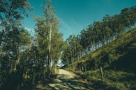 蔚蓝天空下，宁静的土路两旁绿树成荫，非常适合风景优美的徒步旅行