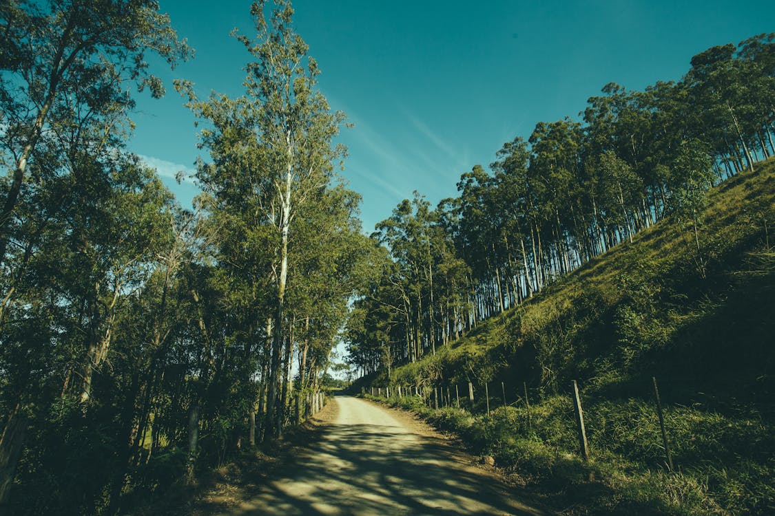 Grey Pathway in Middle on Green Trees and Grass Fields during Daytime