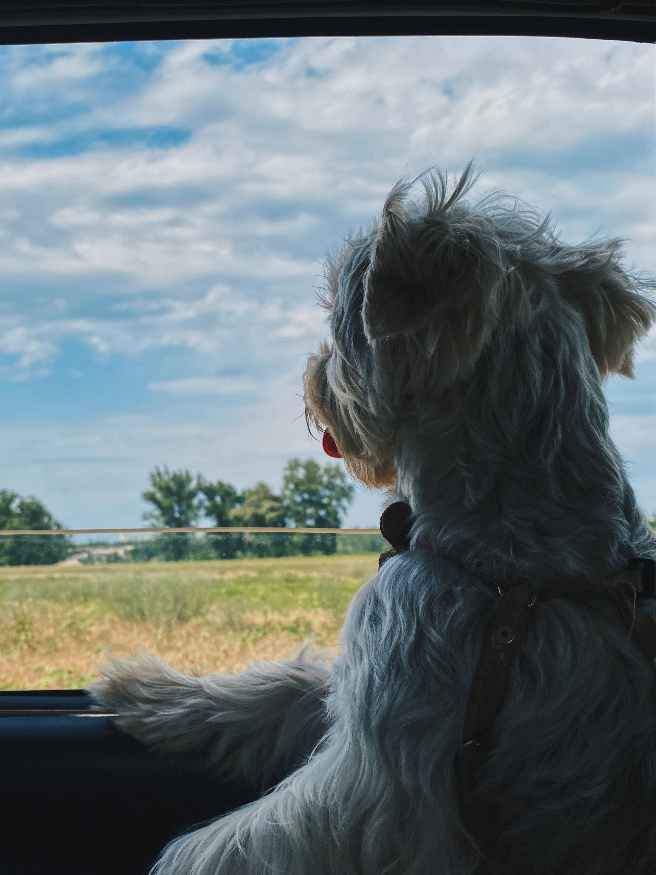 Fluffy dog looking out vehicle window enjoying a scenic drive on a sunny day.