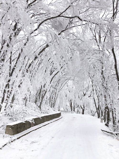 Photograph of a Road Under Snow-Covered Trees