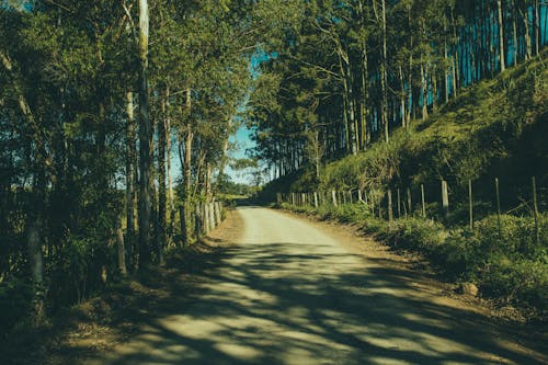 Free Gray Road in the Middle of the Forest during Day Time Stock Photo