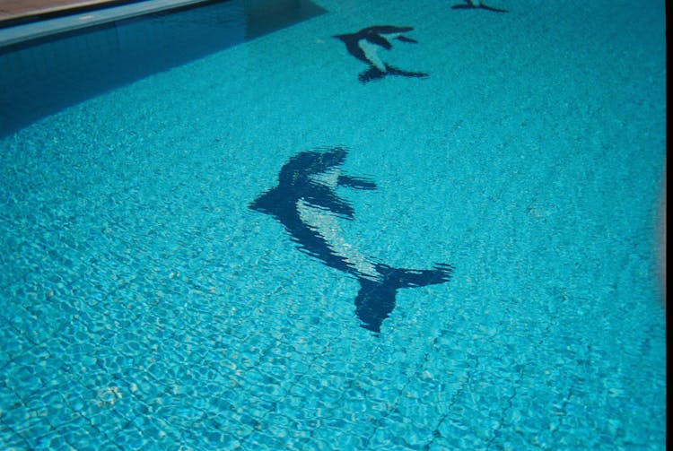 Illustration Of Dolphin In The Floor Bed Of A Pool 