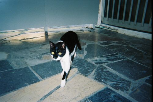 Free A black and white domestic cat walking on a tiled stone floor indoors. Stock Photo