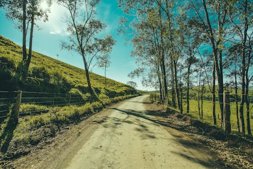 Gray Road With Green Leafed Trees Under Blue Sky