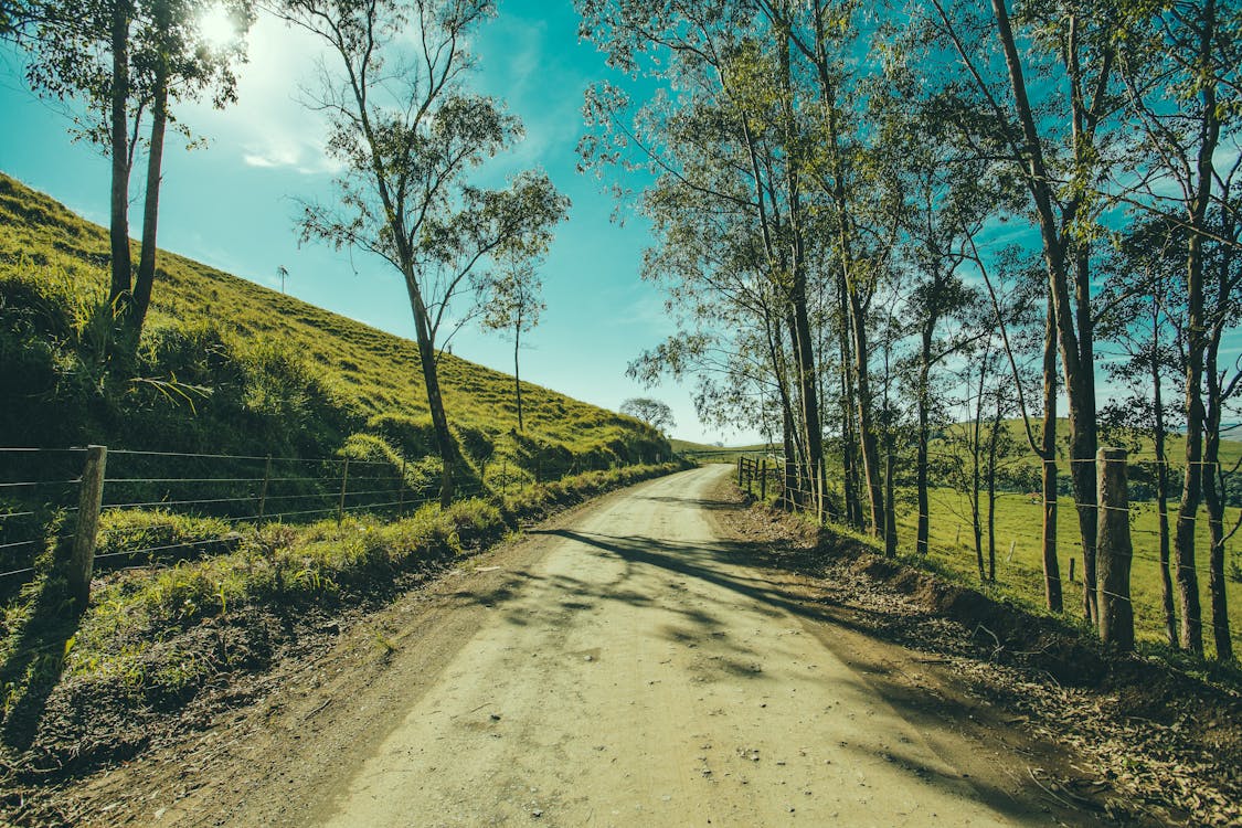 Jalan Kelabu Dengan Pepohonan Berdaun Hijau Di Bawah Langit Biru