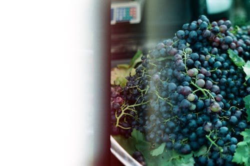 бесплатная Бесплатное стоковое фото с букет, виноград, крупный план Стоковое фото