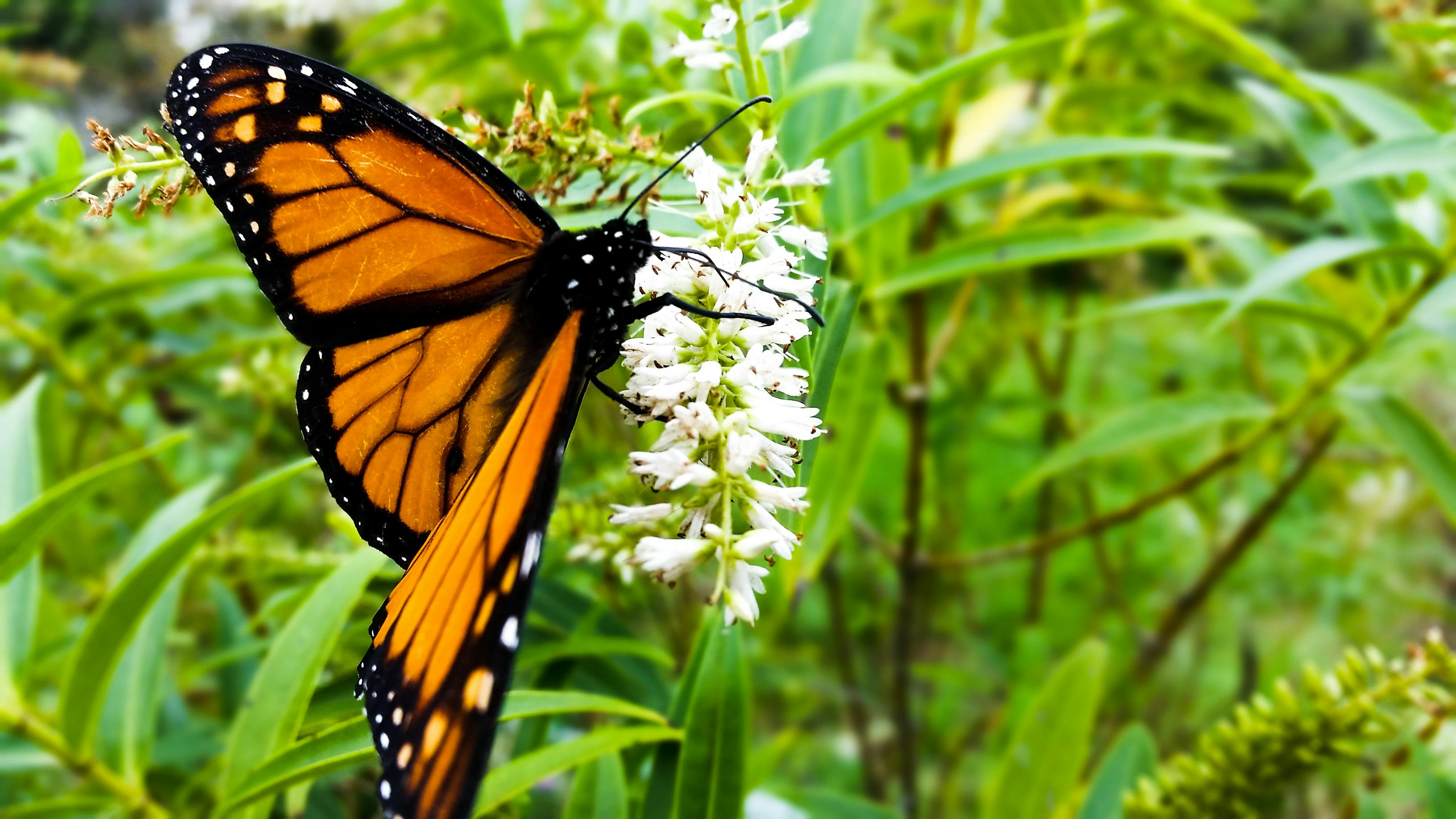 Free stock photo of butterfly, butterfly on a flower, eating