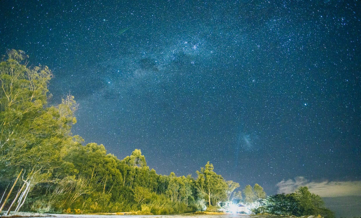 Gratis Fotografi Sudut Rendah Pohon Di Bawah Bintang Nebula Foto Stok