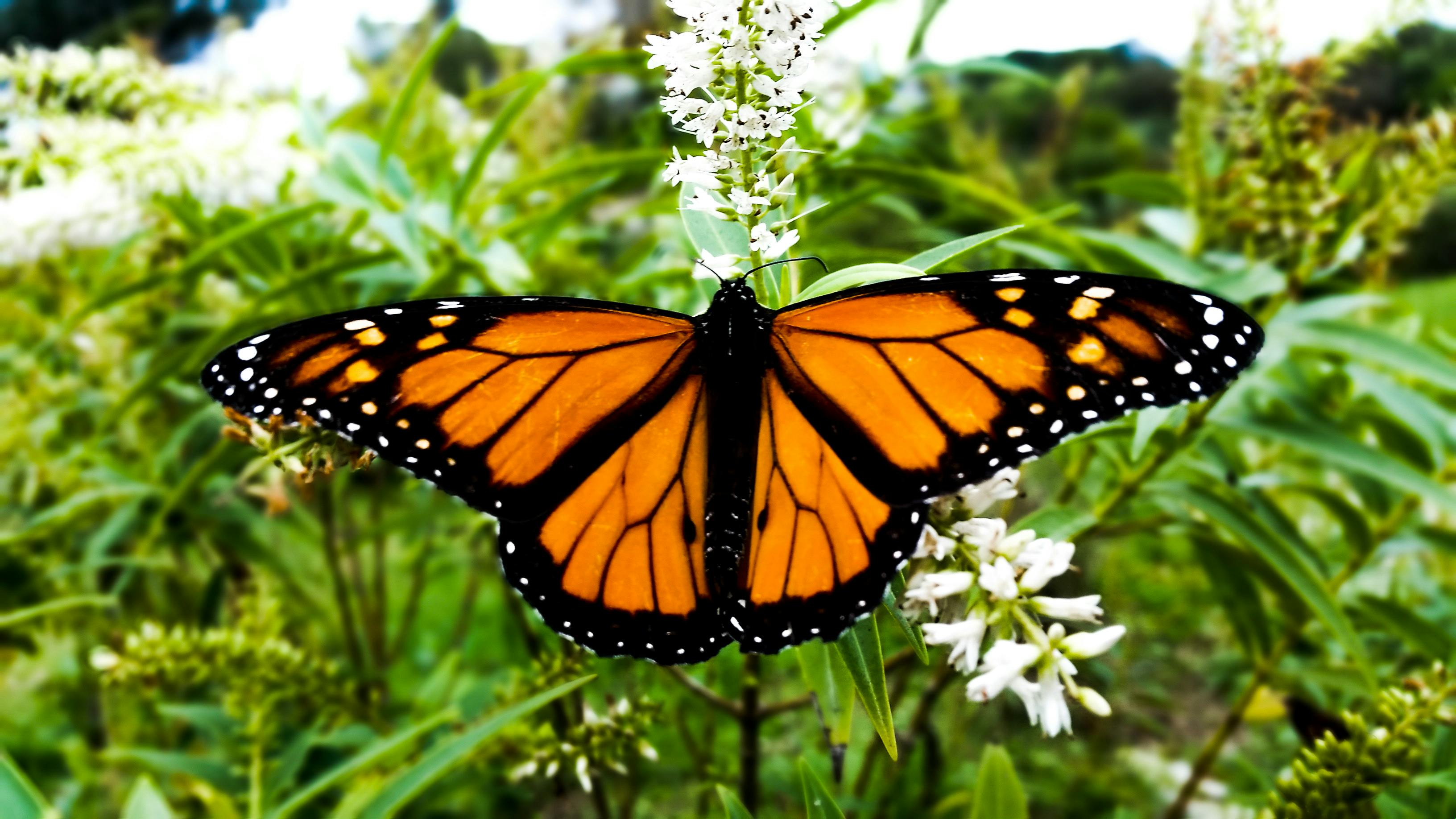 Free stock photo of butterfly, butterfly on a flower, close up