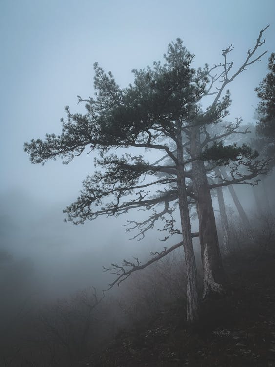 A Foggy Forest