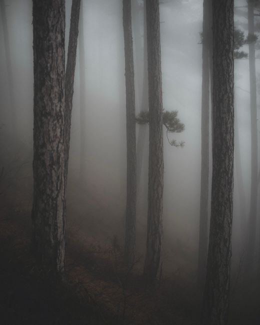 Fotomural Bosque brumoso con altos troncos de árboles crea una atmósfera misteriosa y escalofriante.