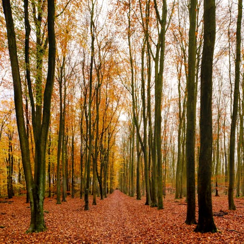 Základová fotografie zdarma na téma atmosfera de outono, fotografie přírody, kmeny stromů