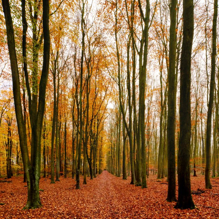 Fallen Leave Covering the Forest Ground · Free Stock Photo