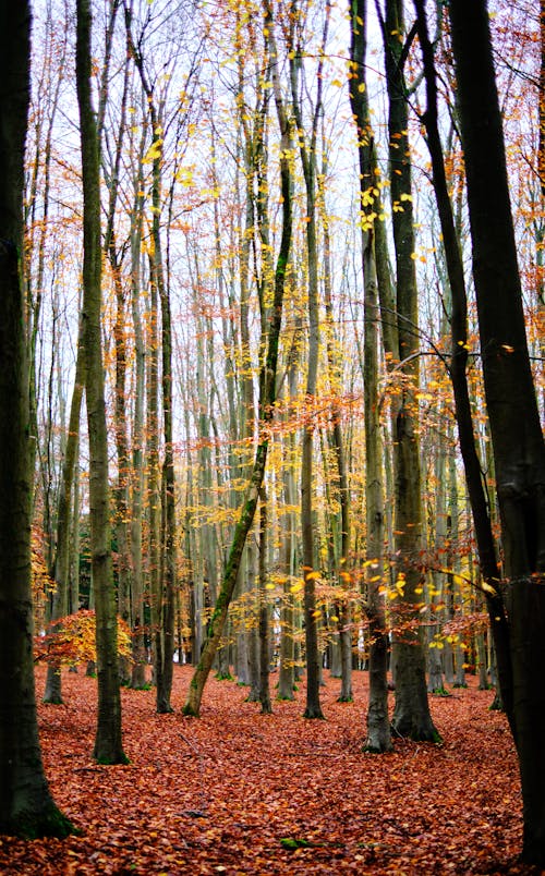 ağaçlar, atmosfera de outono, dikey atış içeren Ücretsiz stok fotoğraf