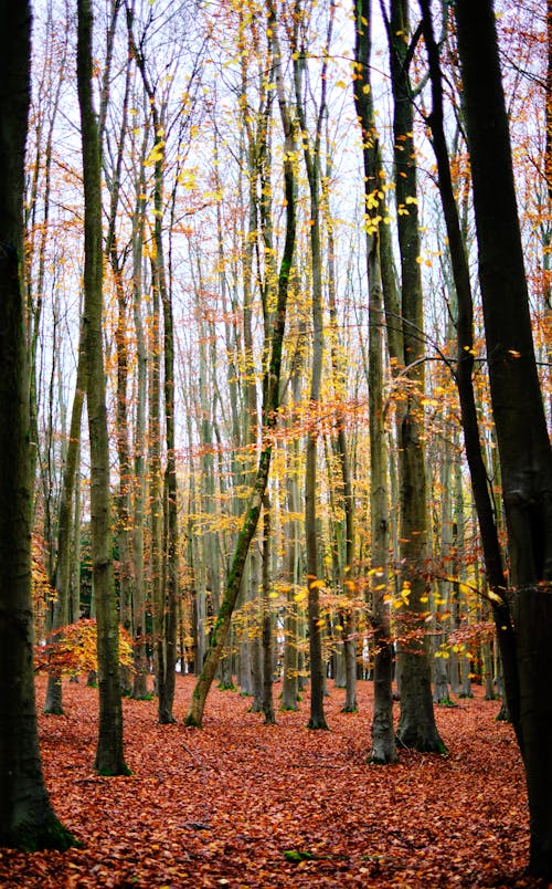 Photos gratuites de arbres, atmosfera de outono, automne