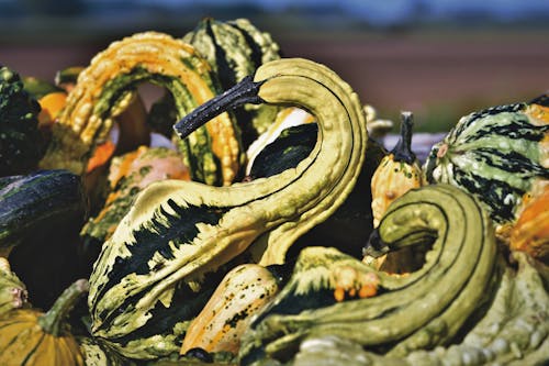 Close-up Photo of Gourd Vegetable