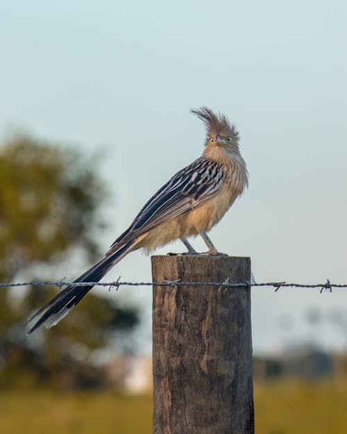 คลังภาพถ่ายฟรี ของ cockatiel, guira cuckoo, การถ่ายภาพนก