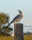 Guira Cuckoo perched in a Wood Stump