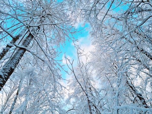 Low Angle Shot of Snow Covered Bare Trees during Winter 