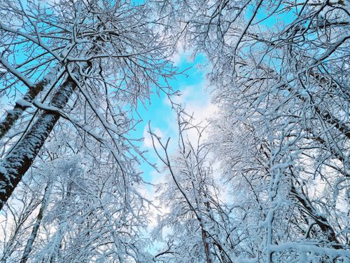Free Beautiful winter scene of snowy trees against a bright blue sky in Jūrmala, Latvia. Stock Photo