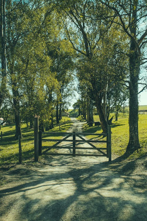 Road With Fence in Between of Green Trees