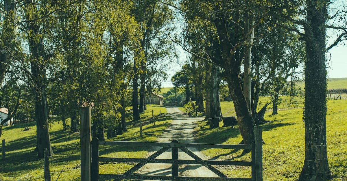 Road With Fence in Between of Green Trees