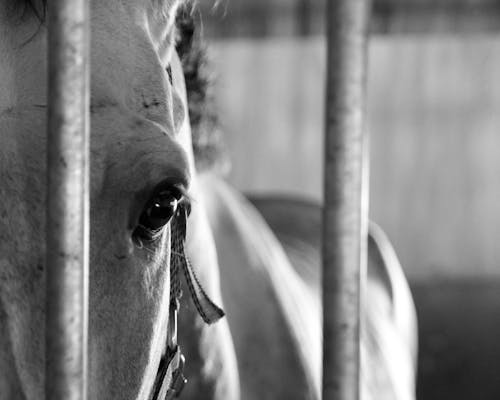 Free stock photo of white horse