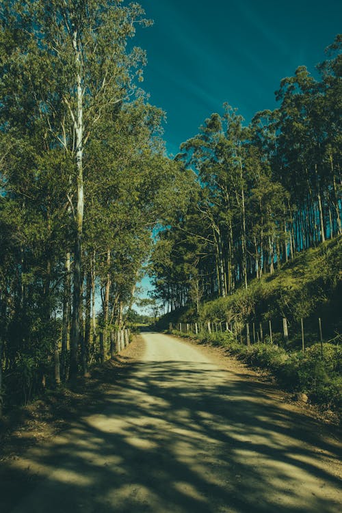 бесплатная Зеленые деревья и дорога Стоковое фото