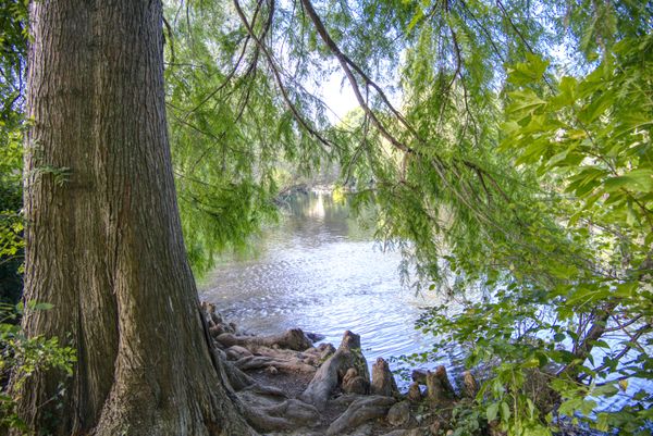Tronc et pneumatophores d'un cyprès chauve au bord d'une rivière