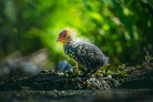 Free Vivid close-up of a colorful moorhen chick perched on a rock surrounded by nature. Stock Photo