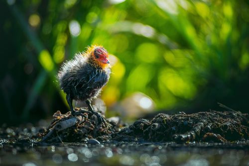 Free Captivating image of a young bird with bright plumage, perched in a lush, vibrant environment. Stock Photo