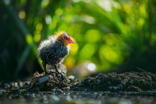 Free Capture of a young bird hatchling in lush wetlands, highlighting wildlife. Stock Photo
