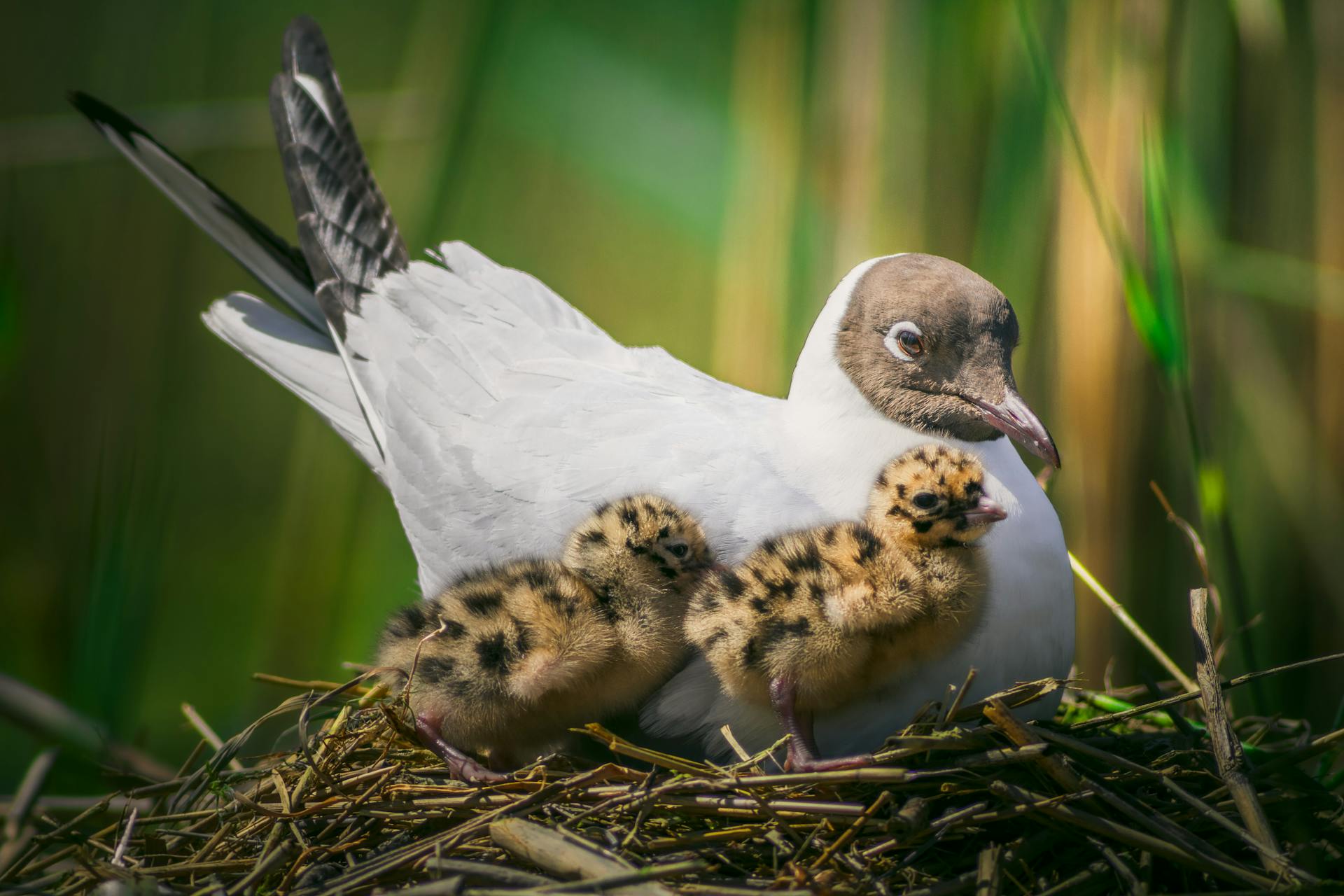 Gull with Chicks Perched on a Nest