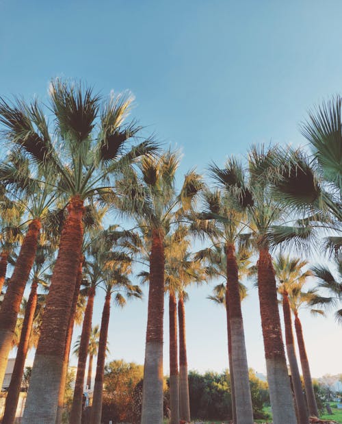 Green Palm Trees Under Blue Sky