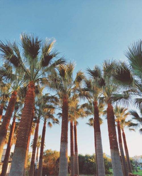 Free Low angle view of tall palm trees against a clear blue sky, conveying a tropical vibe. Stock Photo