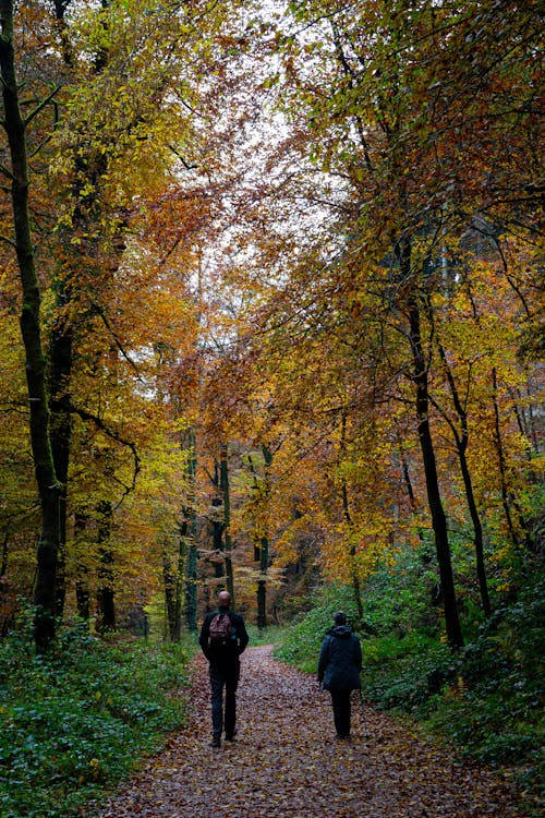 grátis Foto profissional grátis de árvores, caminho, casal caminhando Foto profissional