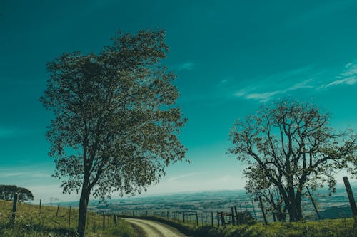 Árbol De Hoja Verde Al Costado De La Carretera Durante El Día