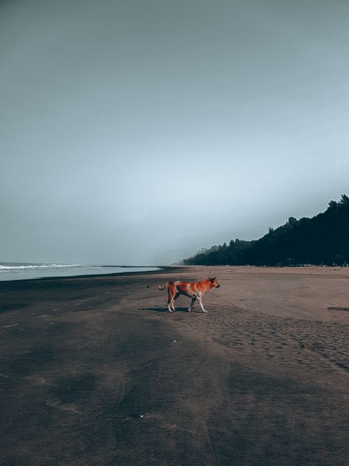 Free A lone dog strolls along the tranquil Cox's Bazar beach under a cloudy sky. Stock Photo