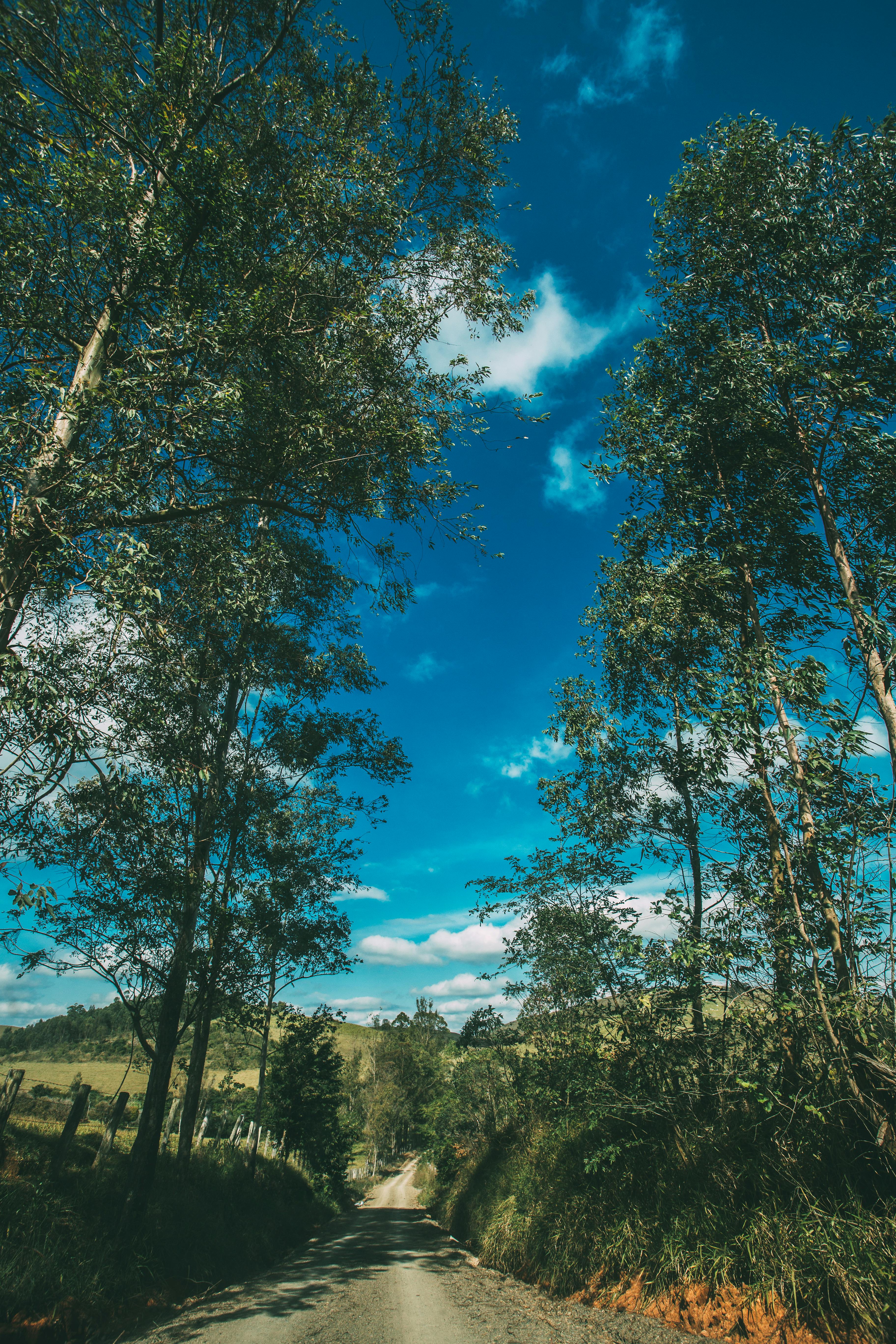 一条宁静的土路蜿蜒穿过生机勃勃的夏日景致，两旁高大的树木映衬着清澈的蓝天