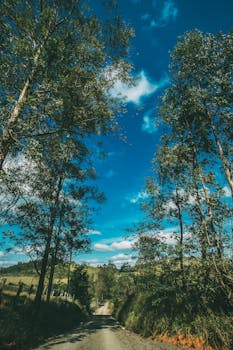 一条宁静的土路蜿蜒穿过生机勃勃的夏日景致，两旁高大的树木映衬着清澈的蓝天